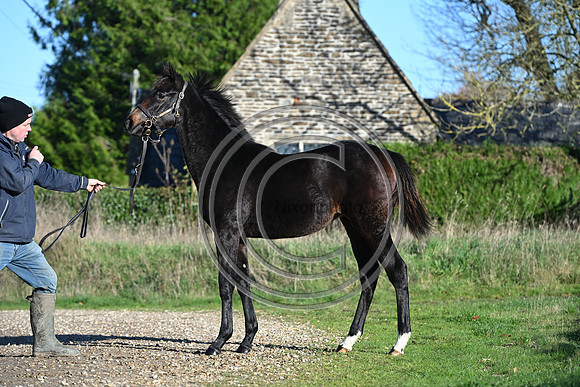 Foal_Selwood_PN67