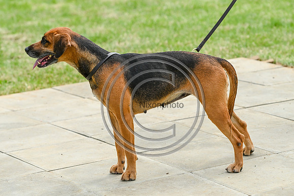 Festival of Hounds 2024