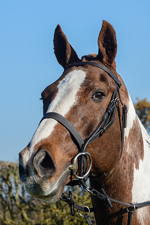 Worcestershire Hunt 04 11 20