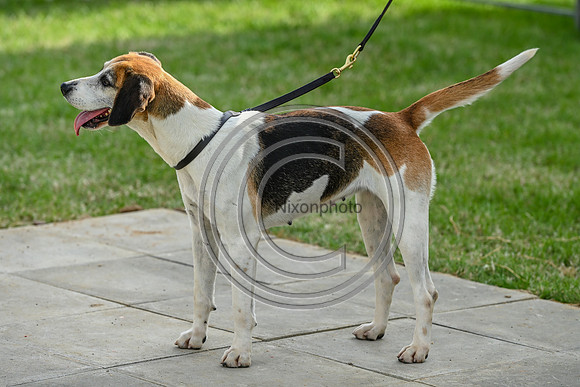 Festival of Hounds 2024