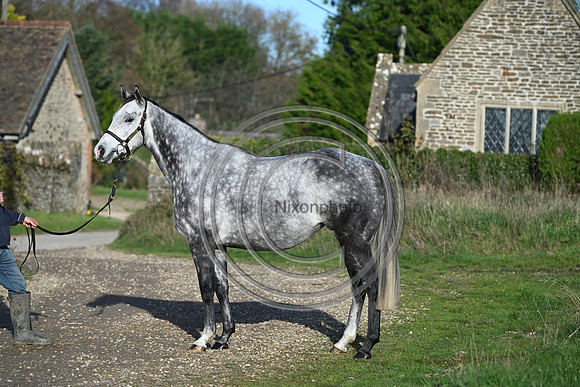 Mare_Selwood_PN50