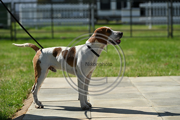 Festival of Hounds 2024
