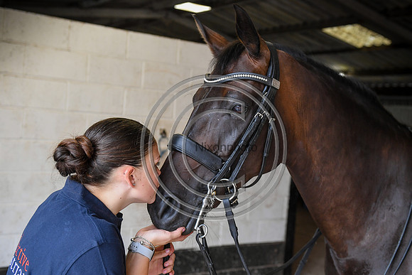 Collective Equestrian