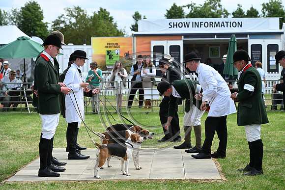 Festival of Hounds 2024