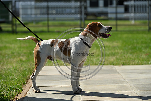 Festival of Hounds 2024