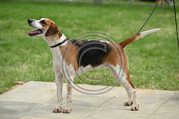 Festival of Hounds 2024