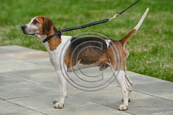 Festival of Hounds 2024