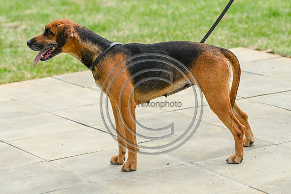 Festival of Hounds 2024