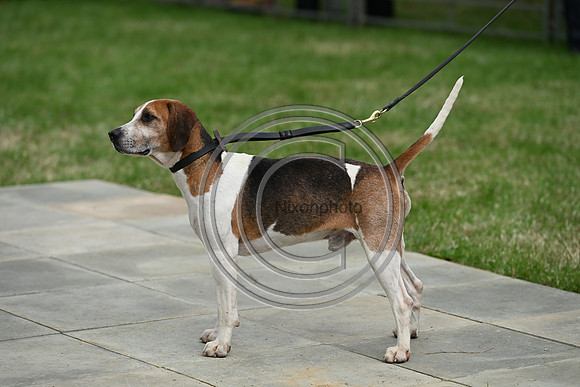 Festival of Hounds 2024