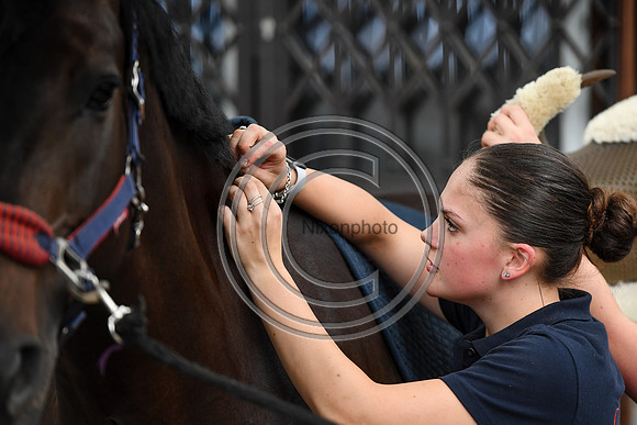 Collective Equestrian