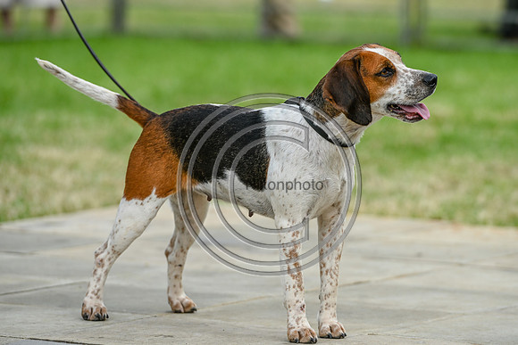 Festival of Hounds 2024