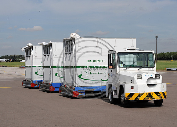 OlympicHorses_08KH300