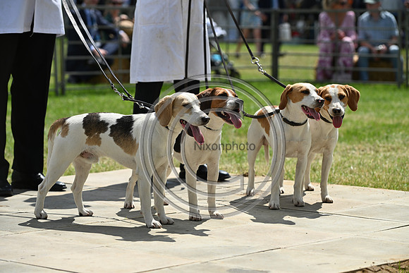 Festival of Hounds 2024