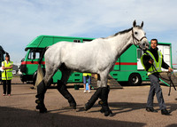 OlympicHorses_08KH279