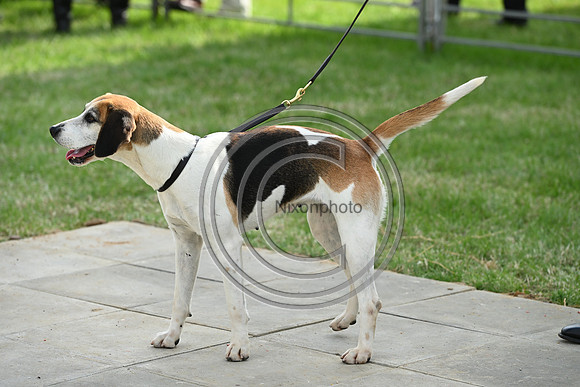 Festival of Hounds 2024