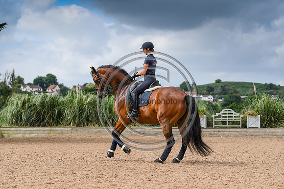 Collective Equestrian
