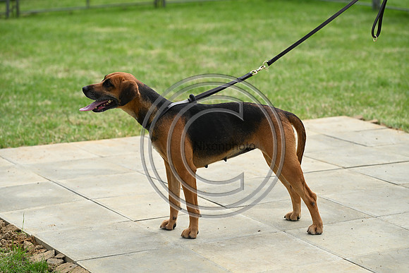 Festival of Hounds 2024