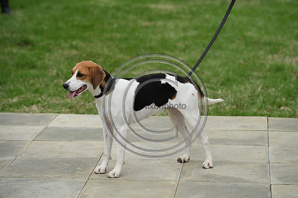 Festival of Hounds 2024