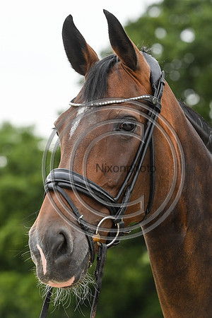 Collective Equestrian