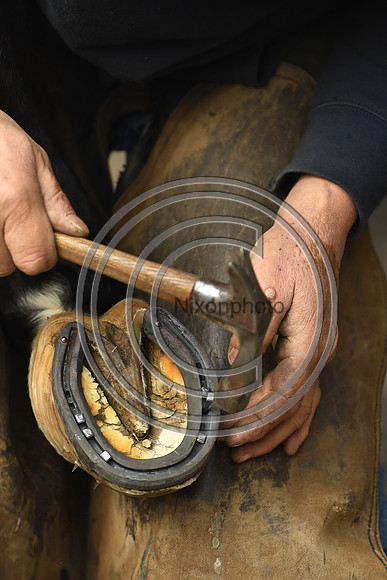 Nigel Perrott_Farrier_PN20_51828