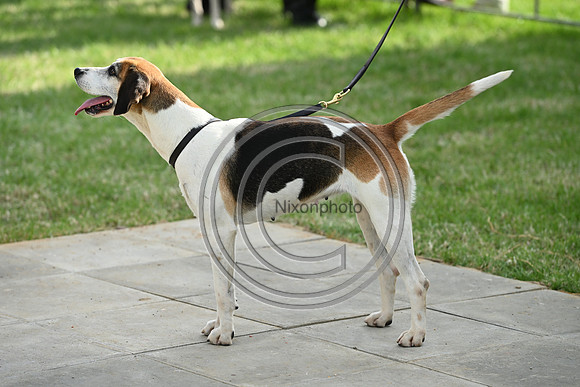 Festival of Hounds 2024