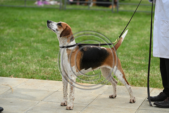 Festival of Hounds 2024