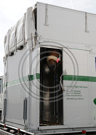 OlympicHorses_08KH292