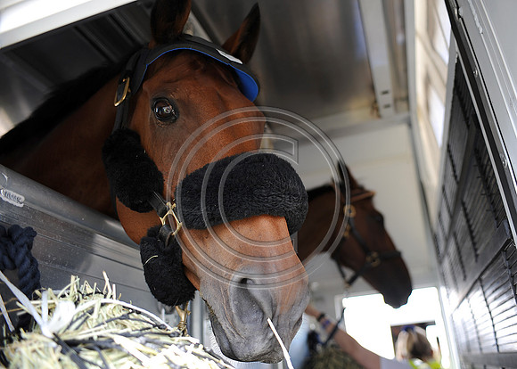 OlympicHorses_08KH303