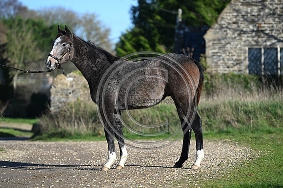 Foal_Selwood_PN10