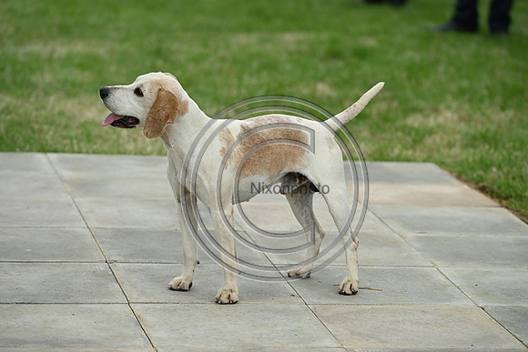 Festival of Hounds 2024