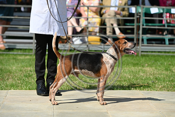 Festival of Hounds 2024