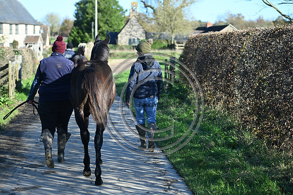 Foal_Selwood_PN8