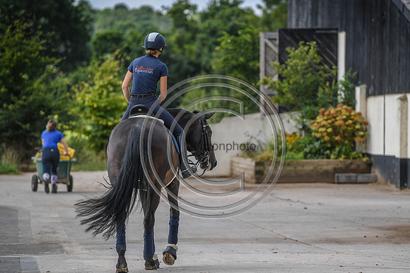 Collective Equestrian