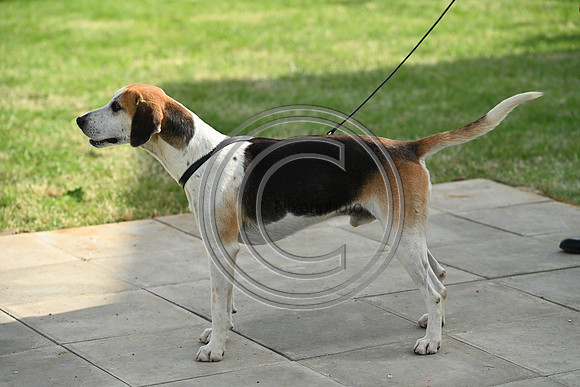 Festival of Hounds 2024
