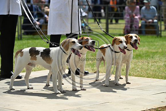 Festival of Hounds 2024