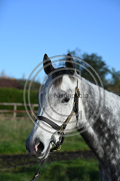 Mare_Selwood_PN65
