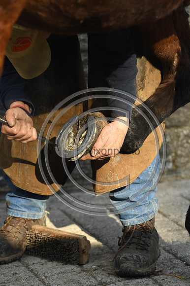 Nigel Perrott_Farrier_PN20_51881