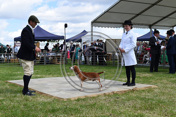 Festival of Hounds 2024