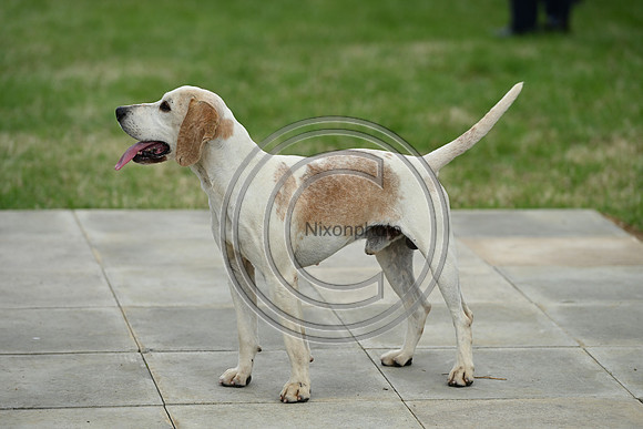 Festival of Hounds 2024