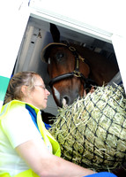 OlympicHorses_08KH262