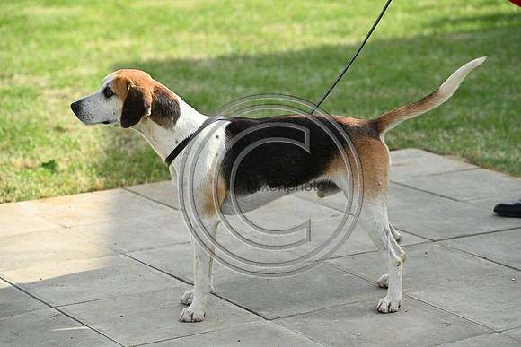 Festival of Hounds 2024