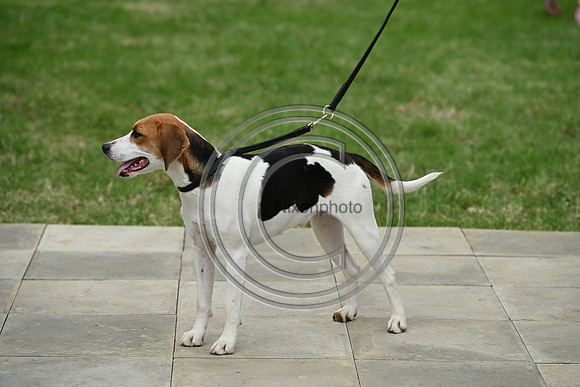 Festival of Hounds 2024