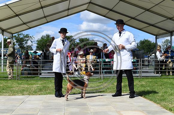 Festival of Hounds 2024