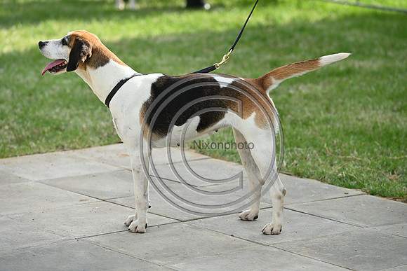Festival of Hounds 2024