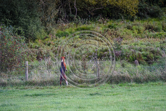 Grafton_Hunting_PN23_14346