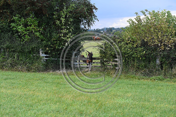 Grafton_Hunting_PN23_14363