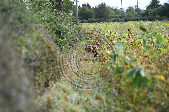 Grafton_Hunting_PN23_14307