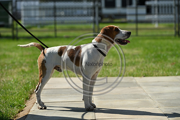 Festival of Hounds 2024