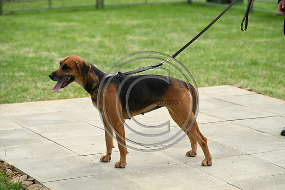 Festival of Hounds 2024