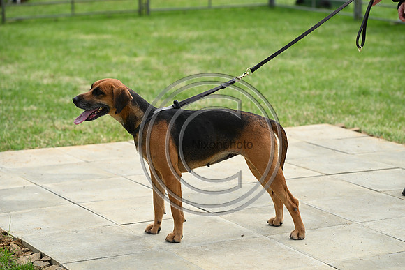 Festival of Hounds 2024